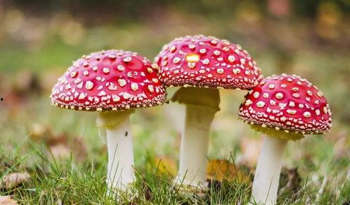 黑料吃瓜蘑菇视频网,带你走进网络八卦世界