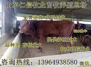 黑料吃羊瓜,一场网络迷雾中的真相探寻之旅